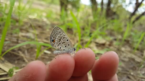 Farfalla Blu Comune Una Mano Bao Bolong Wetland Riserva Parco — Video Stock