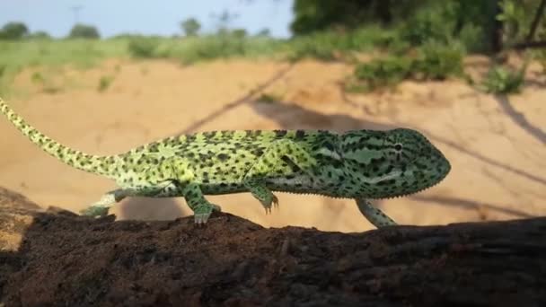 Camaleón Africano Moviéndose Una Sucursal Botsuana — Vídeos de Stock