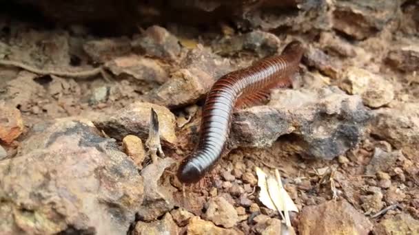 Millipede Désert Kahi Badi Forest Park Gambie Afrique — Video