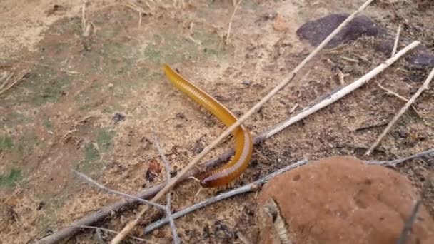 Millipede Désert Kahi Badi Forest Park Gambie Afrique — Video