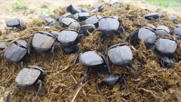 Grote Groep Mestkevers Bij Makadikadi Basin Botswana — Stockvideo