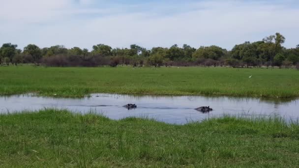 Hipopótamos Reserva Caza Moremi Botswana — Vídeos de Stock