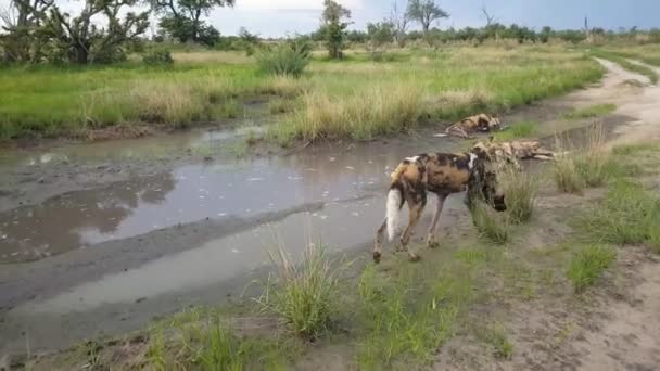 Groep Afrikaanse Wilde Honden Moremi Wildreservaat Botswana — Stockvideo
