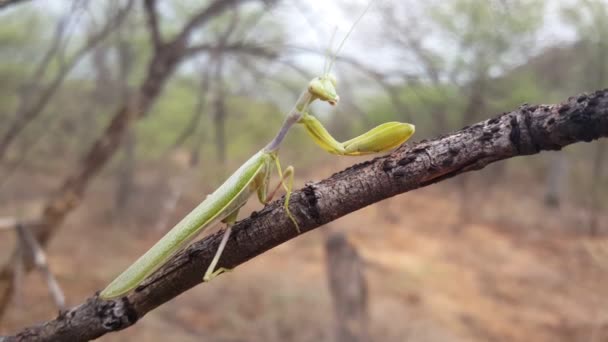Mantis Orante Una Rama Reserva Caza Moremi Botswana — Vídeos de Stock