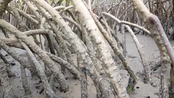 Inclinez Vous Partir Mangroves Dans Parc National Kiang West Gambie — Video