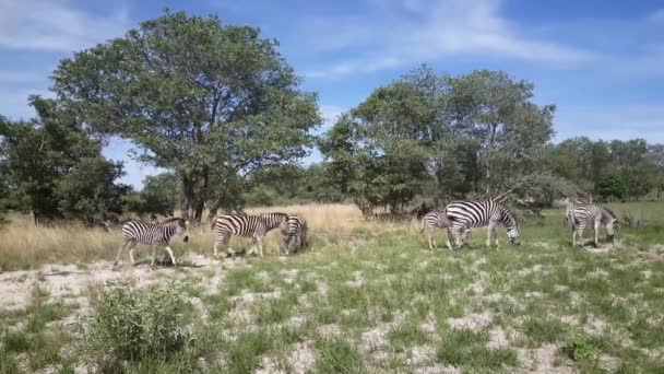 Hjord Zebror Moremi Game Reserve Botswana — Stockvideo