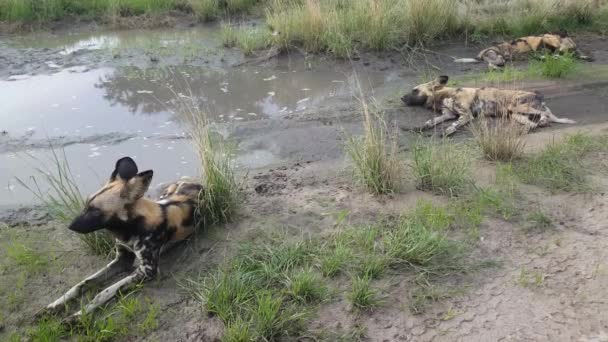 Grupo Perros Salvajes Africanos Reserva Caza Moremi Botswana — Vídeos de Stock