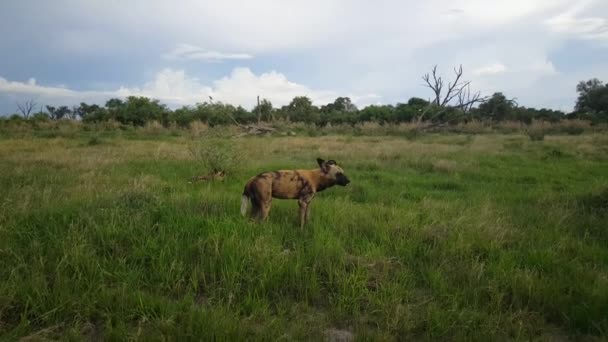 Cão Selvagem Africano Boceja Reserva Moremi Botsuana — Vídeo de Stock