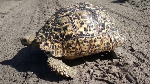 Leopardsköldpadda Moremi Game Reserve Botswana — Stockvideo