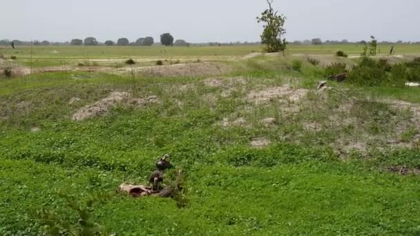 Kapüşonlu Akbabalar Gambiya Afrika Bir Leşi Yiyorlar — Stok video
