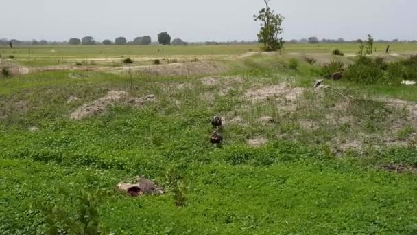 Vautour Capuchon Mangeant Une Carcasse Gambie Afrique — Video