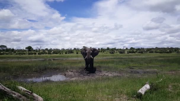 Elefant Einem Wasserpool Moremi Wildreservat Botsuana — Stockvideo