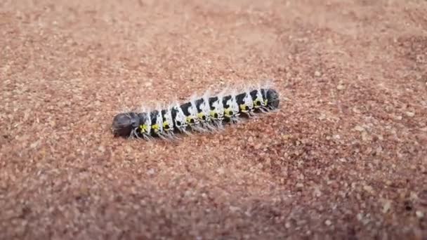 Caterpillar Sand Ditinn Waterfalls Guinea Africa — Stock Video