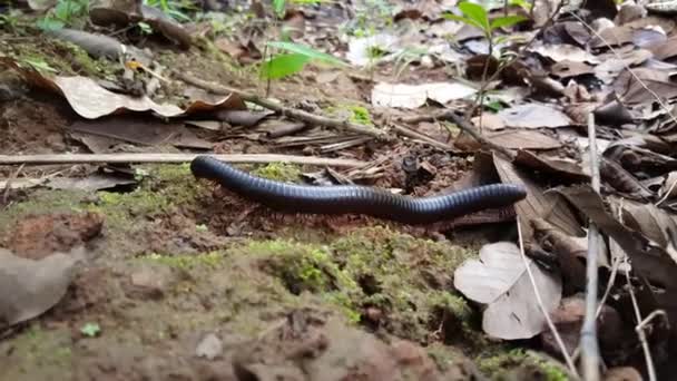 Millipede Désert Autour Des Chutes Kambadaga Guinée Afrique — Video