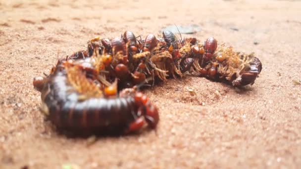 在非洲几内亚比绍 有虫子吃掉了一个死去的巨人Millipede — 图库视频影像