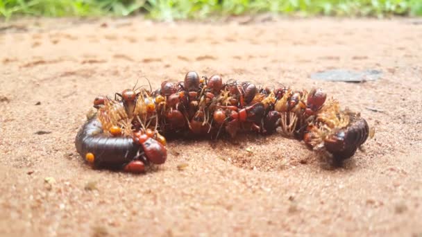 在非洲几内亚比绍 有虫子吃掉了一个死去的巨人Millipede — 图库视频影像