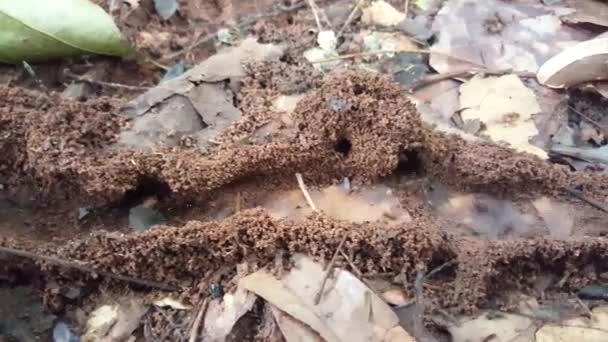 Pan Busy Ants Colony Guinea Bissau Africa — Stock Video