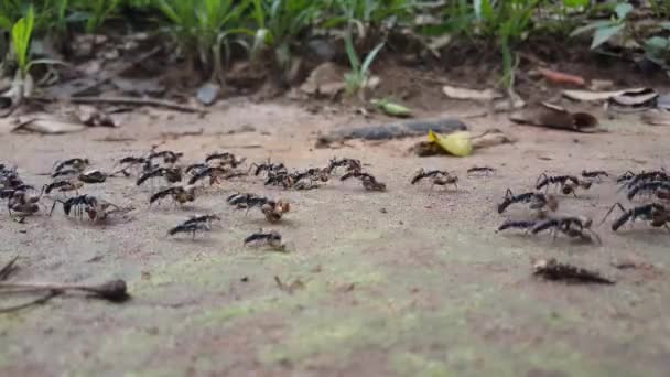 Myror Som Transporterar Termiter Guinea Afrika — Stockvideo