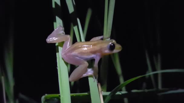 African Reed Frog Guinea Bissau Africa — Stock Video