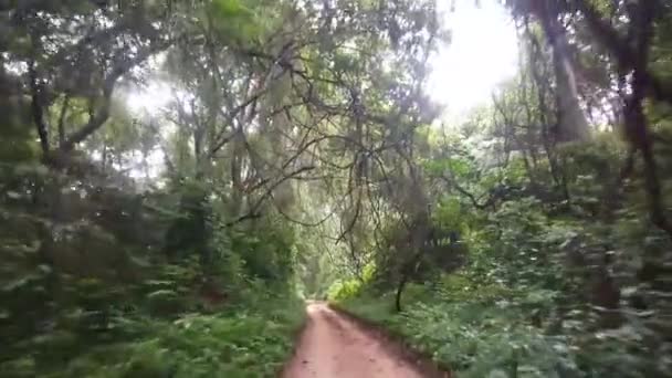 驾车穿过几内亚比绍 非洲的森林 — 图库视频影像