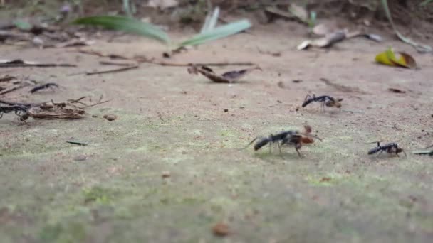 Μυρμήγκια Που Μεταφέρουν Τερμίτες Στη Γουινέα Αφρική — Αρχείο Βίντεο