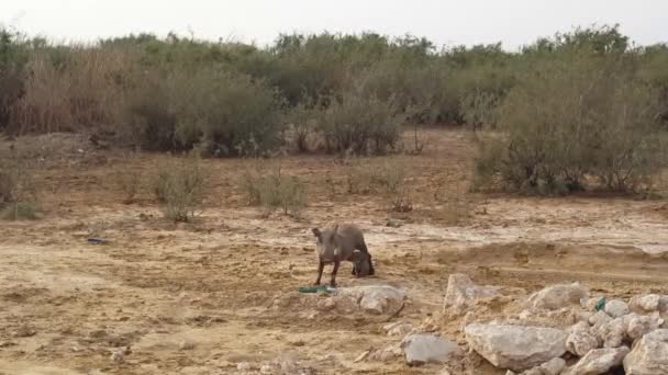 Warthog bébé boire du lait de sa mère au parc national de Diawling en Mauritanie Afrique