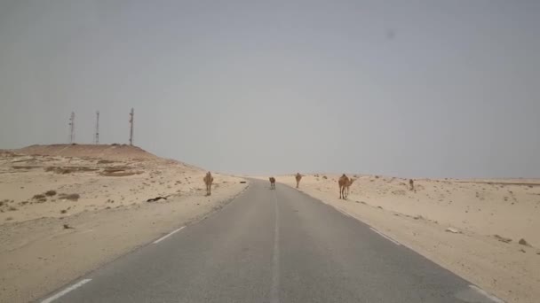Camellos Carretera Alrededor Nouadhibou Mauritania África — Vídeos de Stock