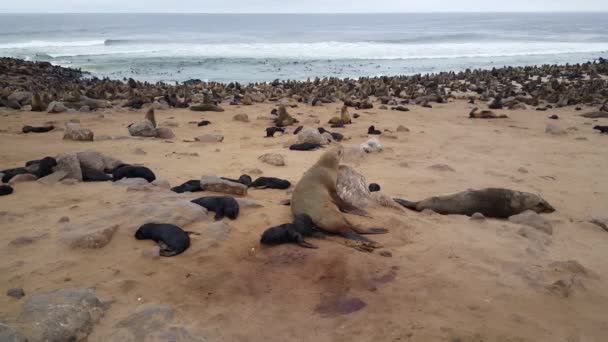 纳米比亚海角交叉口的海豹群 — 图库视频影像