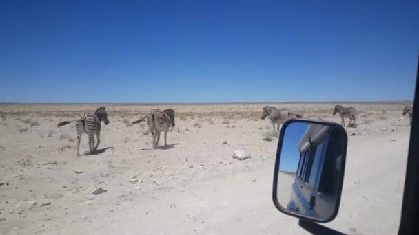 Namibya Daki Etosha Ulusal Parkı Nda Zebra Sürüsünün Yanından Geçiyorum — Stok video