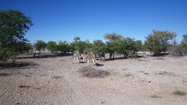 Troupeau Zèbres Parc National Etosha Namibie — Video