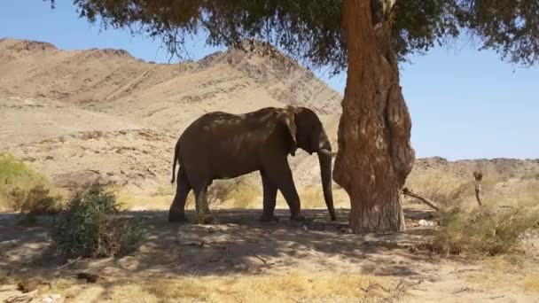 Olifant Wandelend Schaduw Onder Een Boom Bij Hoanib Rivierbedding Nambia — Stockvideo