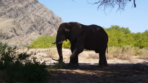 Elefante Comiendo Una Rama Árbol Lecho Del Río Hoanib Nambia — Vídeos de Stock
