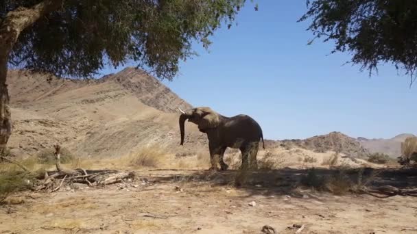 ナンビアのホアニブ川の木から食べ物に到達しようとしている象 — ストック動画