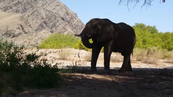 Éléphant Mangeant Une Branche Arbre Lit Rivière Hoanib Nambie — Video