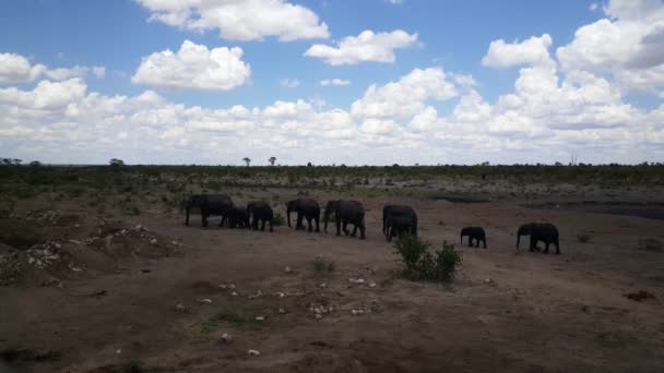 Manada Elefantes Que Pasan Por Parque Nacional Khaudum Namibia — Vídeos de Stock