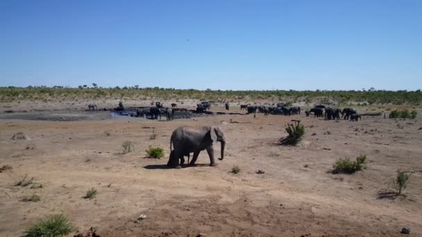 Mother Baby Passing Big Herd Elephants Waterpool Khaudum National Park — Stock Video