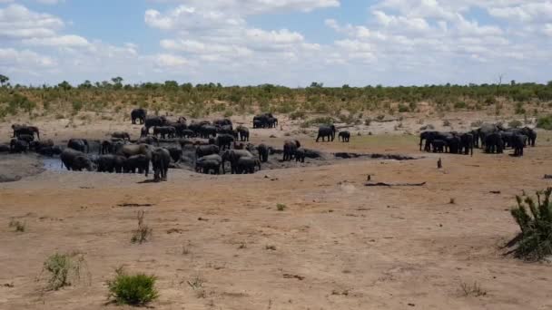 Wielkie Stado Słoni Wokół Basenu Wodnego Parku Narodowym Khaudum Namibii — Wideo stockowe