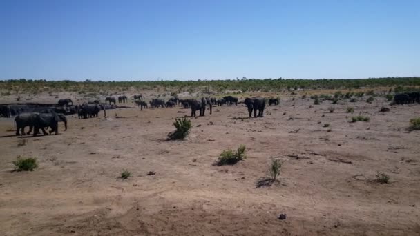 ナミビアのハウダム国立公園の水溜りの周りのゾウの群れからパン — ストック動画