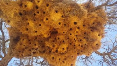 Namib-Naukluft Ulusal Parkı, Namibya 'daki ağaçta dev bir kuş yuvası.