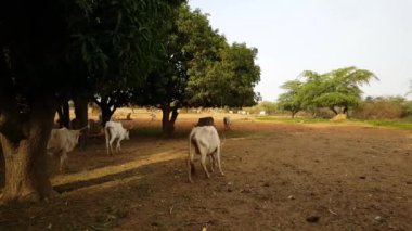 Senegal, Afrika 'daki Somone Lagoon Rezervi' nde zebu sürüsü.