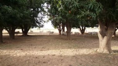 Senegal, Afrika 'daki Somone Lagoon Rezervi' nde zebu sürüsü.
