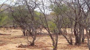 Namibya 'da Orupembe civarından geçen bir grup devekuşu.