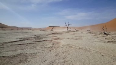 Namibya 'da iskelet asırlık ağaçları olan deadvlei