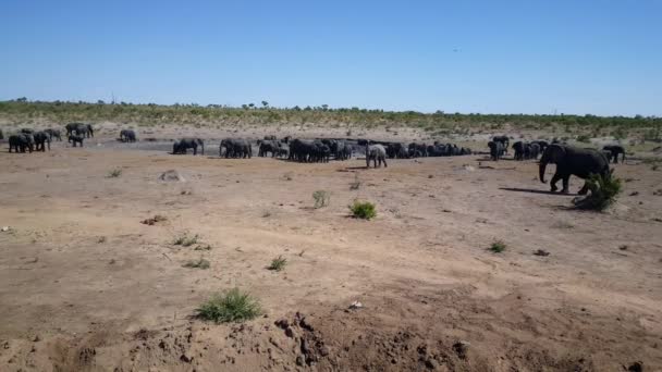 ナミビアのハウダム国立公園のプールの周りのゾウの大きな群れ — ストック動画