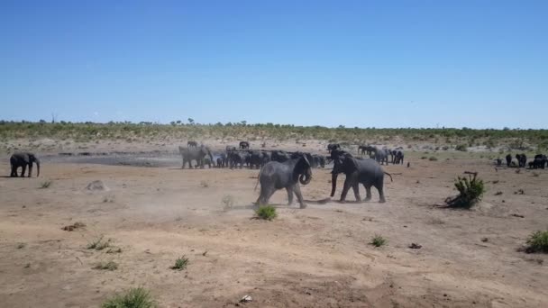 Zwei Elefantenbullen Kämpfen Das Omuramba Waterhole Khaudum Nationalpark Namibia — Stockvideo