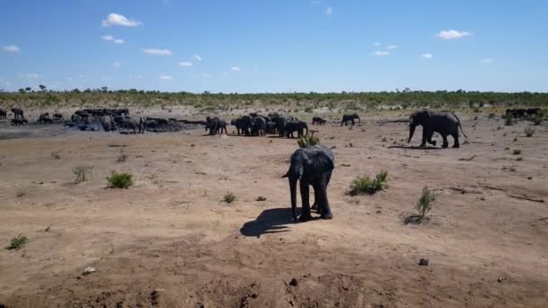 Grand Troupeau Éléphants Autour Une Piscine Eau Parc National Khaudum — Video