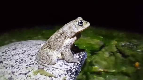 Rospo Bufo Una Roccia Nel Parco Nazionale Toubkal Marocco Africa — Video Stock