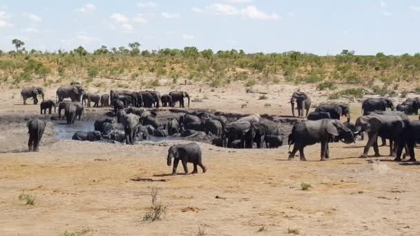 纳米比亚Khaudum国家公园的一个水池周围有一大群大象 — 图库视频影像