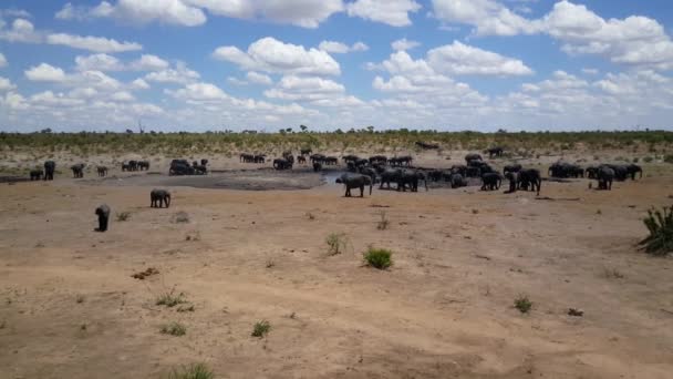 Wielkie Stado Słoni Wokół Basenu Wodnego Parku Narodowym Khaudum Namibii — Wideo stockowe