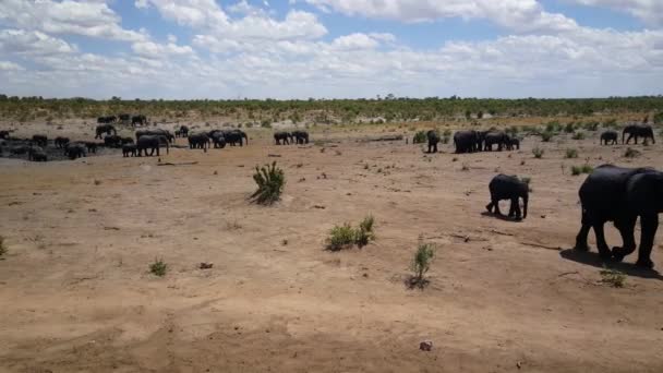 Pan Från Stor Flock Elefanter Runt Vattenpool Vid Khaudum National — Stockvideo